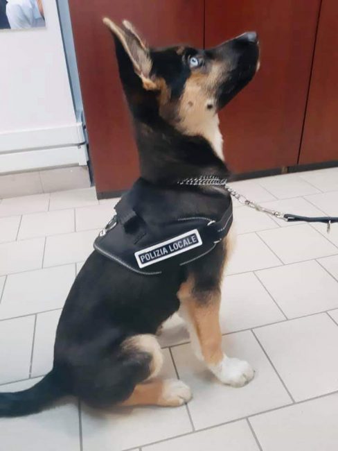 cane poliziotto polizia locale 1